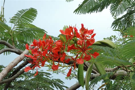 鳳凰木風水|鳳凰木 Delonix regia